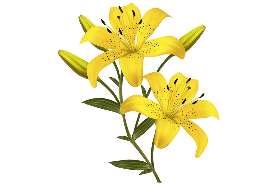 Segunda flor decorativa